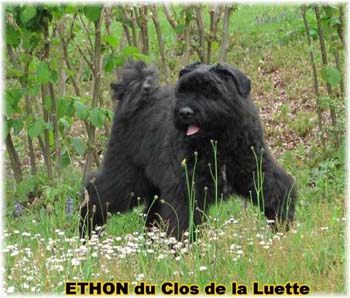 bouvier des flandres photo chiot - Elevage Clos Luette -  COPYRIGHT DEPOSE